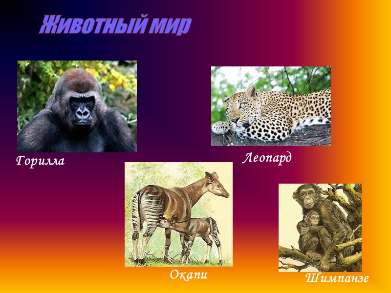 Животный мир Горилла  Леопард  Окапи  Шимпанзе